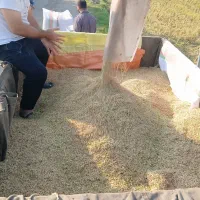 برنج واقعی از دست کشاورز مازندران بابل