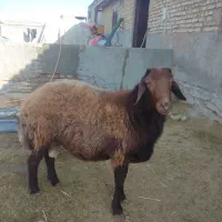 قوچ دو دندان همو