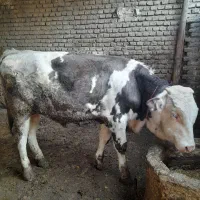 گوساله نر سیمینتال ۱۵ ماهه