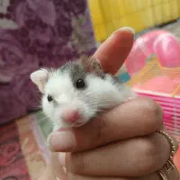 همستر با قفس