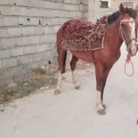 اسب|اسب و تجهیزات اسبسواری|گالیکش, |دیوار