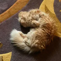 گربه برای جفت گیری|گربه|بندرعباس, |دیوار