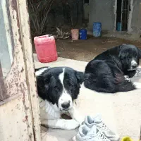 واگذاری جف سگ قدرجونی نگهبان سفت سفت