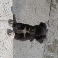 سک پاکوتاه اپارتمانی حرف گوش کن