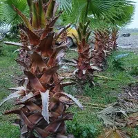 نخل پالم|گل و گیاه طبیعی|اهواز, سلطانمنش|دیوار