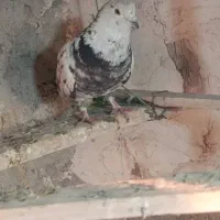 کبوتر نر گردن کلفت شـکار