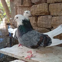 شازده|پرنده|زابل, |دیوار