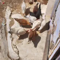 جوجه محلی اصل بشرط