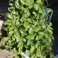 گل فروشی|گل و گیاه طبیعی|چوبر, |دیوار