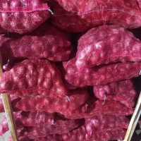 ده کیسه پیازقرمزبناب