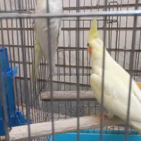 یک جفت عروس هلندی لوتینو چشم شرابی هیکل درشت|پرنده|اهواز, فاز ۲ پادادشهر|دیوار