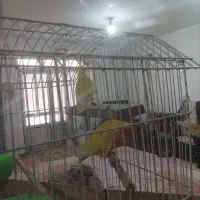 دو جفت مولد جفتی ۱۵۰۰۰۰۰تومان|پرنده|جعفرآباد, |دیوار