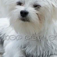 یک عدد سگ پامرین عروسکی در محدوده آراسته گم شده