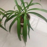 فروش گل اشکه ملکه|گل و گیاه طبیعی|اصفهان, بهارستان|دیوار