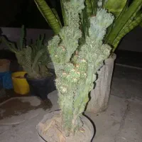 کاکتوس