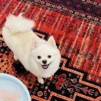 این سگ گمشده