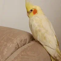 عروس هلندی گمشده