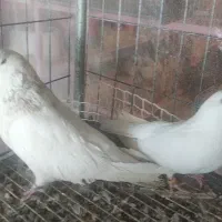 خرید و فروش انواع پرنده