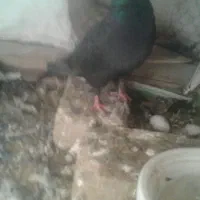 چندجفت کفترخوبوپرشی بشرط|پرنده|یزد, |دیوار