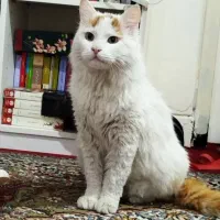 نخرید به سرپرستی بگیرید