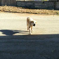 توله سگ سفید|سگ|گیلان غرب, |دیوار