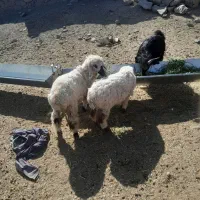 بره نر وبزغاله نر|حیوانات مزرعه|درح, |دیوار