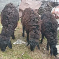 گوسفندهای نر رومانوف و افشار کیلویی ۴۰۰ تومن مقطوع|حیوانات مزرعه|لنگرود, |دیوار