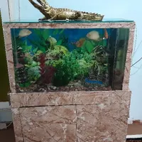 اکورایوم و ماهی