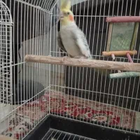 عروس هلندی|پرنده|اردکان, |دیوار