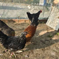 مرغ و خروس فروشی|حیوانات مزرعه|پاکدشت, پاکدشت (مامازند)|دیوار