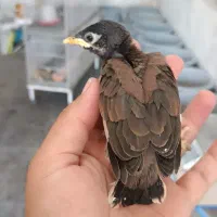 مرغ میناپاکستانی اصل