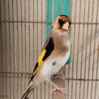 سهره نر چارگل ودورگ جوجه بزرگ شده مست با قفس|پرنده|شیراز, رکن‌آباد|دیوار