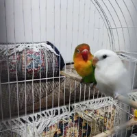 کوتوله برزیلی آشتی