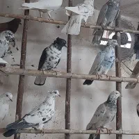 کبوتر پرشی گرو|پرنده|قم, چهار مردان|دیوار