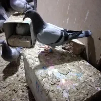 جوجه مسافتی|پرنده|نیشابور, فردوس شمالی|دیوار