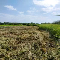 علف زنی وهرس وبرش درخت