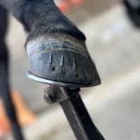 نعلبندی و قیار اسب
