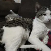 واگذاری گربه ی خونگی|گربه|گنبد کاووس, |دیوار