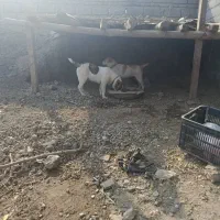 سگ گم شده|حیوانات|تاتار علیا, |دیوار