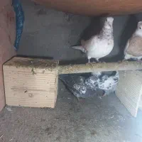 کبوتر|پرنده|ضیاء آباد, |دیوار