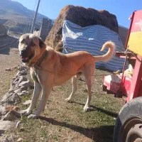 واگذاری سک پژدر|سگ|شمشک, |دیوار