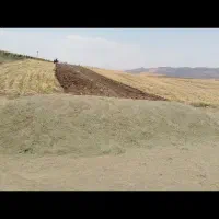 گیاه حاضر خرمان کوبی شده