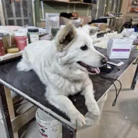 گمشده یک قلاده سگ اشپیتز