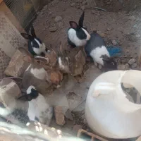 خرگوش