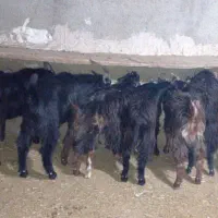 بزغاله ماده زیر قیمت و بره نر چاق و میش قصر