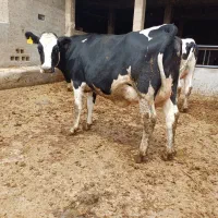 ۲راس گاو تلیسه نزدیک زایش