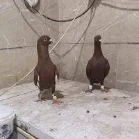 دورگ های درجه یک