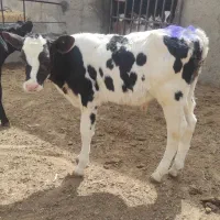 گوساله
