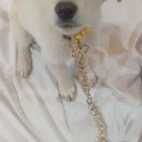 سگ لابرادور رتریور|سگ|یزد, |دیوار