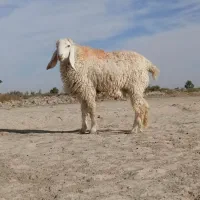 یک قوچ مری اصل لنگه جمل چاق چله به فروش میرسد